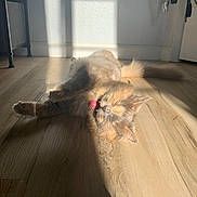 Boba joined the competition — help win amazing prizes! animal, cat, cozy, cute, domestic, feline, fur, home, indoor, light_and_shadow, mammal, paw, pet, relaxing, shadow, sleepy, sunlight, tail, wooden_floor, yawning