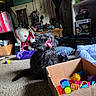 Tarot is registered to the contest to win money with this photo: animal, black_kitten, cardboard_box, carpet, cat, colorful_toys, cozy, cute, decor, feline, fun, home, indoor, pet, playful, shadow, shelf, stuffed_animal, toy_box, yawning