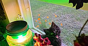 Tarot joined the competition — help win amazing prizes! animal, black_cat, colorful_lighting, curious, decor, flowers, glass_jar, glass_orb, green_light, home, indoor, kitten, nature_outside, pet, plants, screen, seashells, still_life, tongue_out, window