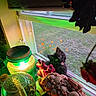 animal, black_cat, colorful_lighting, curious, decor, flowers, glass_jar, glass_orb, green_light, home, indoor, kitten, nature_outside, pet, plants, screen, seashells, still_life, tongue_out, window