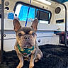 dog, french_bulldog, bandana, pet, indoor, grooming_station, paw_prints, bottles, window, black_rug, animal, cute, ears, face, sitting, fur, leash, shelf, light, portrait