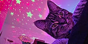 Lucy joined the competition — help win amazing prizes! cat, tabby, indoor, blanket, projection, stars, moon, night, cozy, curious, pet, feline, cute, animal, purple_light, decor, wall_art, soft, closeup, resting