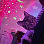 animal, blanket, cat, closeup, cozy, curious, cute, decor, feline, indoor, moon, night, pet, projection, purple_light, resting, soft, stars, tabby, wall_art