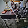Lucy is registered to the contest to win money with this photo: kitten, cat, tabby, indoor, couch, lamp, coins, curious, wide_eyes, whiskers, feline, pet, young_animal, home, furniture, texture, closeup, expressive, small, playful