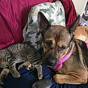 Lucy joined the competition — help win amazing prizes! tabby_cat, dog, kitten, bed, blanket, pink_harness, couch, bookshelf, books, camouflage_pants, mouse, indoor, pet, resting, furniture, animal, domestic_animal, relaxed, sleeping, curious