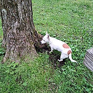 Cali Ann joined the competition — help win amazing prizes! dog, tree, grass, outdoor, nature, animal, canine, greenery, sniffing, forest, plant, brown_patch, white_dog, small_dog, curious, trunk, ground, daylight, park, exploring