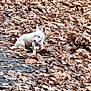 dog, white_dog, sitting, leaves, dry_leaves, autumn, outdoor, nature, animal, pet, ears, ground, brown, curious, small_dog, canine, fall, leaf_litter, wildlife, daylight