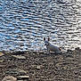 dog, water, rocks, shore, outdoor, animal, pet, white_dog, small_dog, nature, rippling_water, curious, ears_up, sitting, lake, reflection, daylight, scenic, calm, wildlife