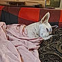 Cali Ann is registered to the contest to win money with this photo: dog, white_dog, sleeping, blanket, pink_blanket, couch, indoor, cozy, resting, ears, patterned_cushion, home, relaxation, pet, fur, domestic_animal, comfort, quiet, nap, fur_texture