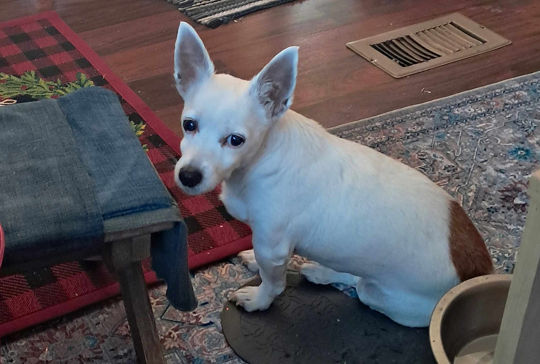 Cali Ann joined the competition — help win amazing prizes! dog, white_dog, brown_patch, indoor, rug, wooden_floor, dog_bowl, stool, denim, floor_vent, curious, pet, looking_back, animal, companion, home, cozy, floor, expression, sitting