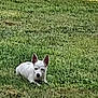 Cali Ann is registered to the contest to win money with this photo: dog, white_dog, grass, outdoor, pet, animal, lying_down, ears_up, nature, canine, small_dog, greenery, daylight, looking_at_camera, fur, muzzle, eyes, snout, ground, relaxing