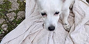 Cali Ann joined the competition — help win amazing prizes! dog, white_dog, small_dog, towel, rocky_ground, outdoor, pet, animal, fur, ears, paw, nature, grass, spot, ground, texture, close_up, blur, standing, canine