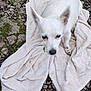 dog, white_dog, small_dog, towel, rocky_ground, outdoor, pet, animal, fur, ears, paw, nature, grass, spot, ground, texture, close_up, blur, standing, canine