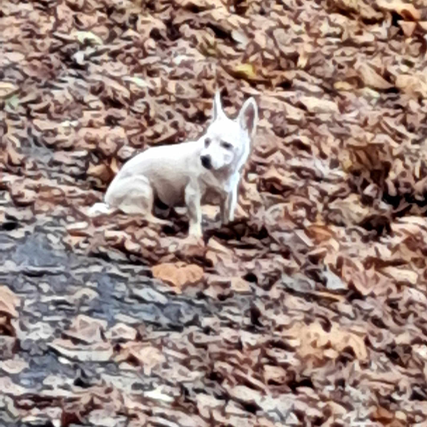 Cali Ann joined the competition — help win amazing prizes! animal, autumn, background, brown, camouflage, canine, dog, fall, forest_floor, ground, leaves, nature, outdoor, pet, quiet, seasonal, sitting, solitude, white_dog, wildlife
