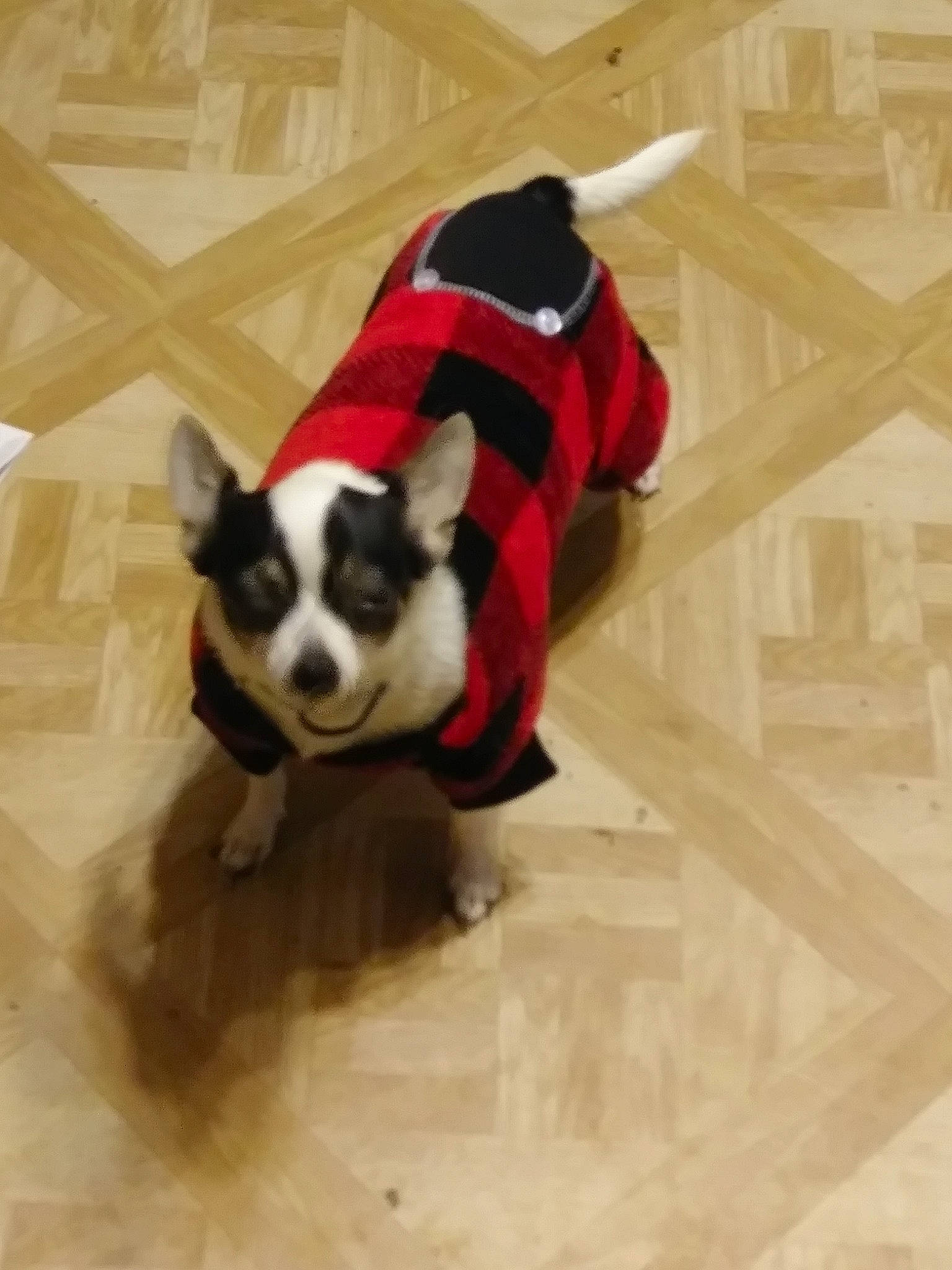 La La is registered to the contest to win money with this photo: boston_terrier, canidae, carnivore, companion_dog, dog, dog_breed, dog_clothes, fawn, fictional_character, french_bulldog, mammal, non_sporting_group, pattern, puppy, snout, sporting_group, tail, vertebrate