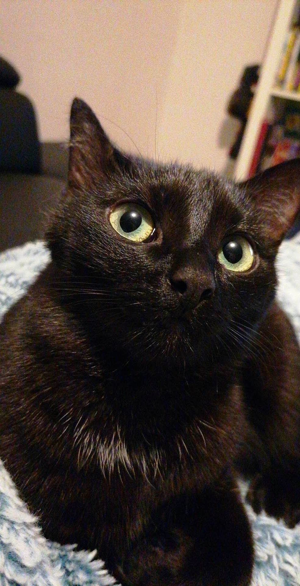 Loki a rejoint le concours — aidez-le/la à gagner de superbes lots ! black_cat, bombay, carnivore, cat, domestic_short_haired_cat, felidae, fur, small_to_medium_sized_cats, snout, terrestrial_animal, whiskers