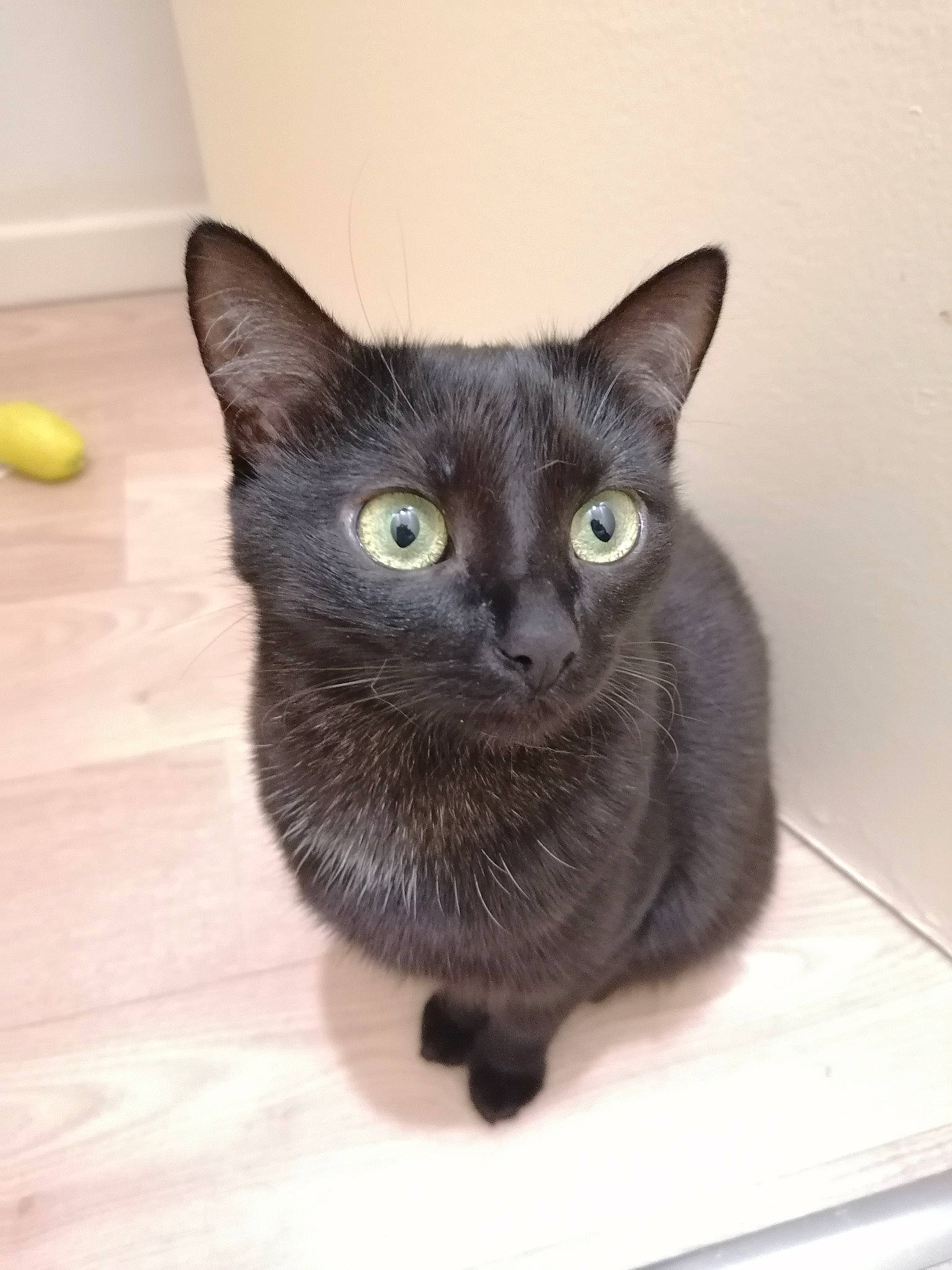 Loki a rejoint le concours — aidez-le/la à gagner de superbes lots ! black_cat, bombay, carnivore, cat, cat_furniture, cat_supply, domestic_short_haired_cat, felidae, fur, havana_brown, small_to_medium_sized_cats, snout, tail, whiskers