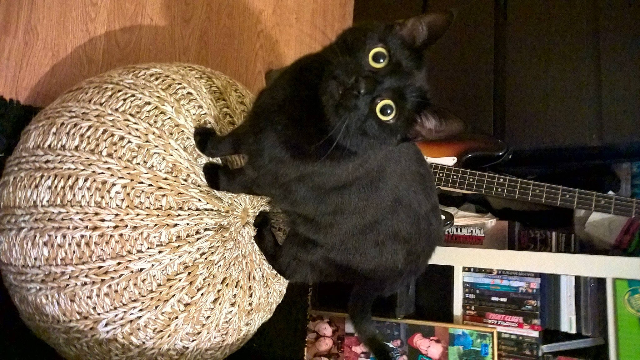 Yukiko a rejoint le concours — aidez-le/la à gagner de superbes lots ! black_cat, bombay, carnivore, cat, computer_keyboard, dog_breed, domestic_short_haired_cat, felidae, fruit, fur, hat, household_supply, natural_foods, pumpkin, small_to_medium_sized_cats, tail, thread, vegetable, whiskers, wool