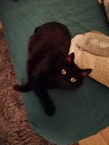 Yukiko participe au concours pour gagner de l'argent avec cette photo : black_cat, bombay, carnivore, cat, comfort, domestic_short_haired_cat, fawn, felidae, floor, flooring, fur, grey, mammal, plant, small_to_medium_sized_cats, tail, tints_and_shades, vertebrate, whiskers, wood