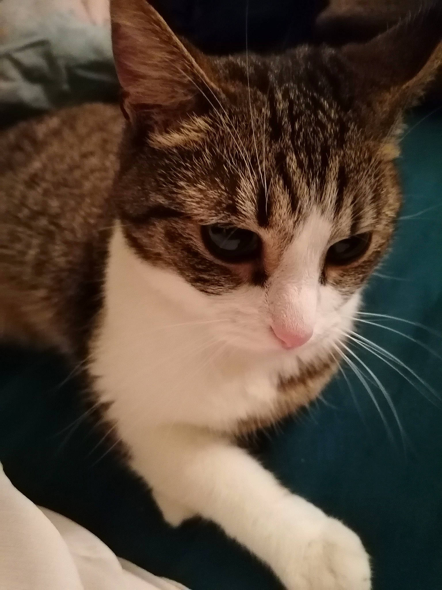 Hinata a rejoint le concours — aidez-le/la à gagner de superbes lots ! carnivore, cat, domestic_short_haired_cat, eye, felidae, fur, grass, head, paw, sitting, sky, small_to_medium_sized_cats, snout, terrestrial_animal, tree, whiskers, wildlife, window