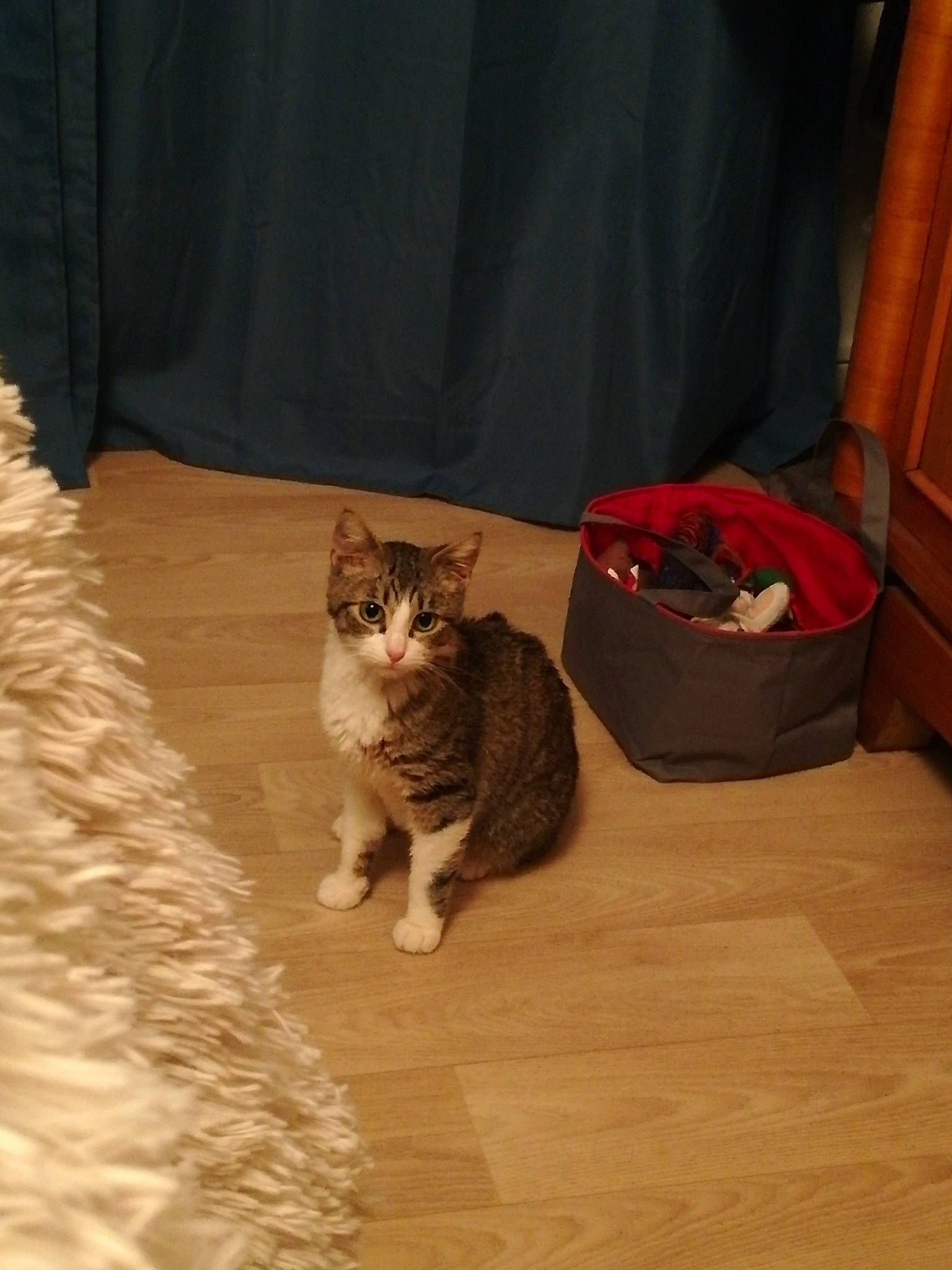 Hinata participe au concours pour gagner de l'argent avec cette photo : brown, carnivore, cat, cat_supply, comfort, curtain, domestic_short_haired_cat, door, fawn, felidae, floor, flooring, fur, hardwood, room, small_to_medium_sized_cats, tail, whiskers, wood, wood_flooring