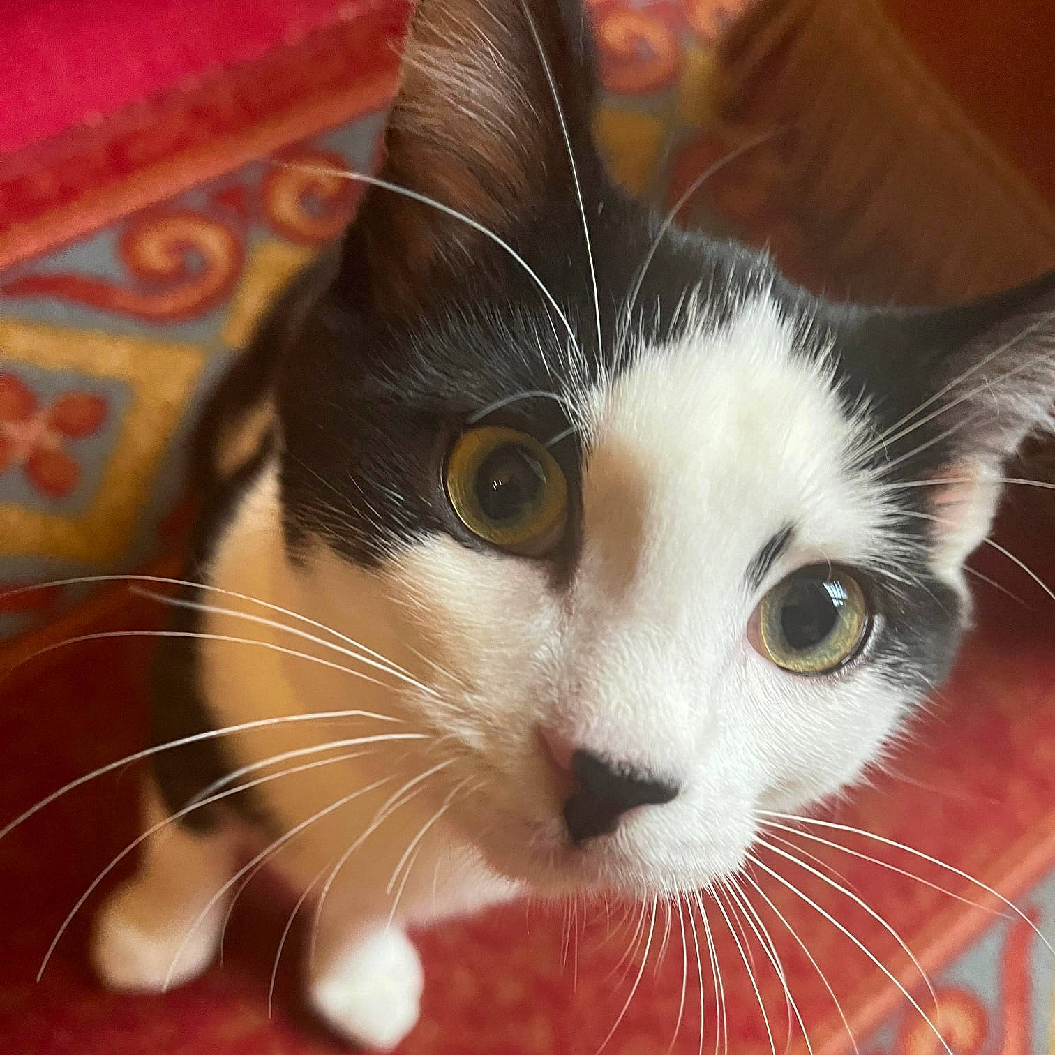 Ulysse a rejoint le concours — aidez-le/la à gagner de superbes lots ! carnivore, cat, claw, close_up, domestic_short_haired_cat, eye, felidae, fur, iris, paw, small_to_medium_sized_cats, snout, tail, whiskers, window