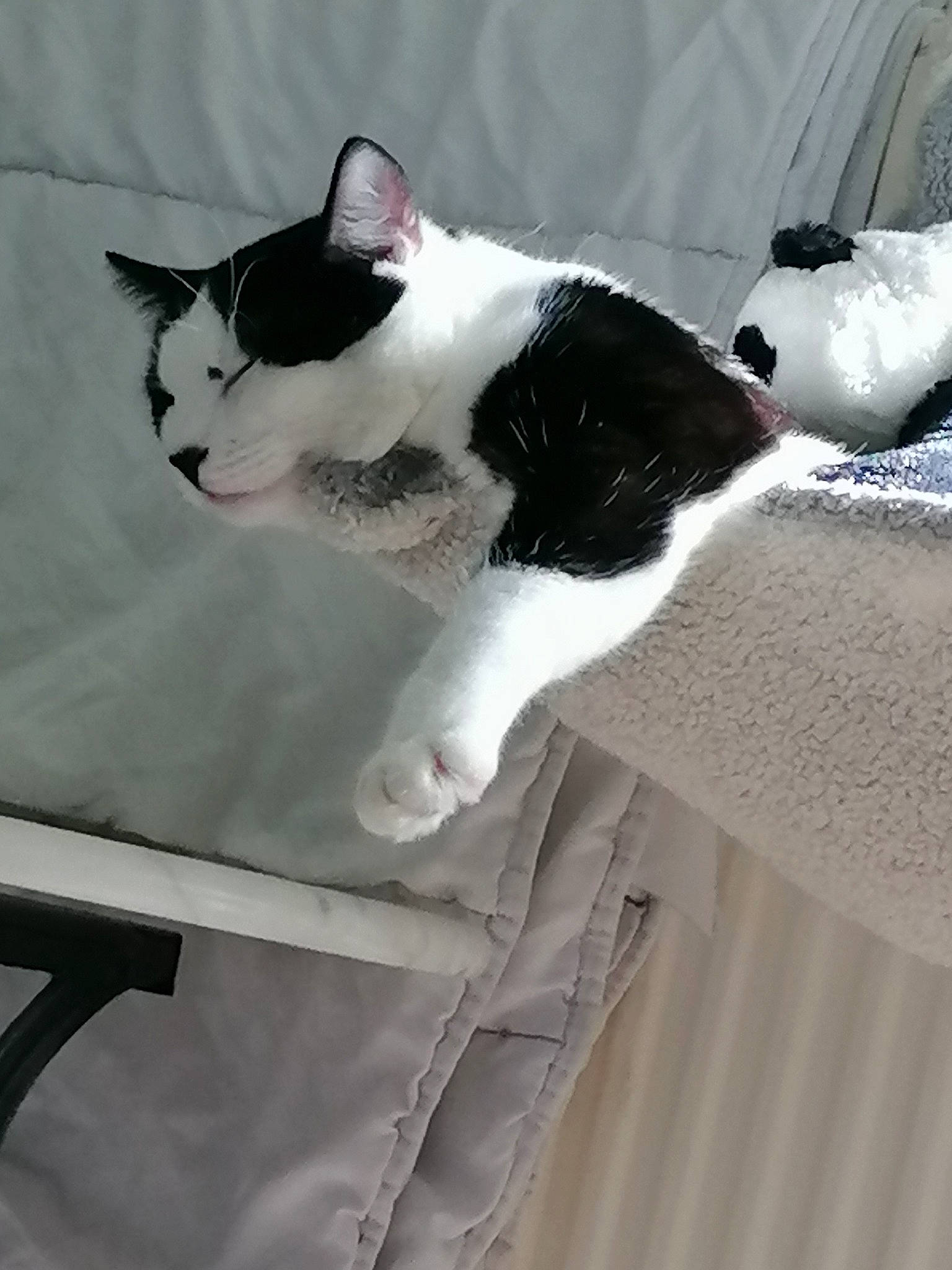 Ulysse a rejoint le concours — aidez-le/la à gagner de superbes lots ! carnivore, cat, comfort, domestic_short_haired_cat, felidae, formal_wear, fur, grey, hardwood, linens, paw, small_to_medium_sized_cats, snout, stairs, tail, tree, whiskers, white, window, wood