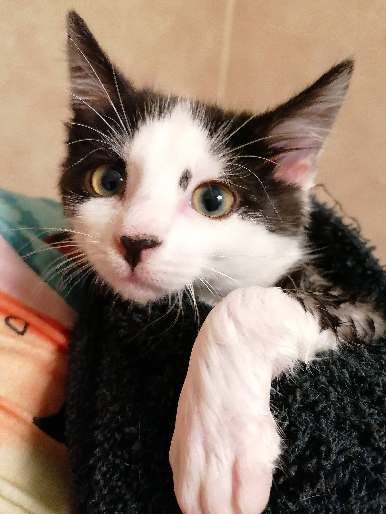 Ulysse a rejoint le concours — aidez-le/la à gagner de superbes lots ! carnivore, cat, claw, domestic_short_haired_cat, eyelash, felidae, fur, gesture, paw, small_to_medium_sized_cats, snout, whiskers