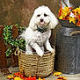 dog, white_dog, basket, autumn_leaves, fall_decor, rustic, wood_floor, flower_arrangement, playful, cute, pet, indoor, decorative, tongue_out, collar, furry, cozy, portrait, small_dog, seasonal