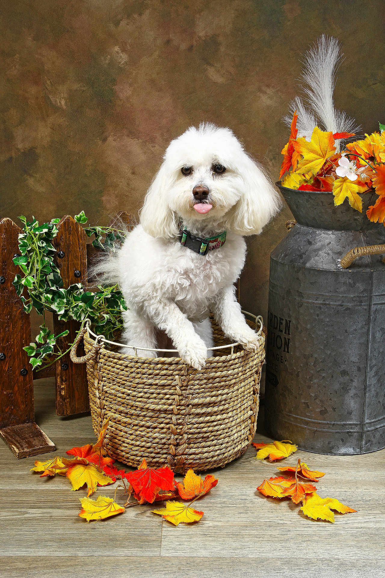 Praline participe au concours pour gagner de l'argent avec cette photo : dog, white_dog, basket, autumn_leaves, fall_decor, rustic, wood_floor, flower_arrangement, playful, cute, pet, indoor, decorative, tongue_out, collar, furry, cozy, portrait, small_dog, seasonal