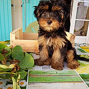 Olympe participe au concours pour gagner de l'argent avec cette photo : carnivoran, companion_dog, dog, dog_breed, dog_breed_group, dog_like_mammal, norwich_terrier, puppy, small_terrier, snout, terrier, yorkshire_terrier