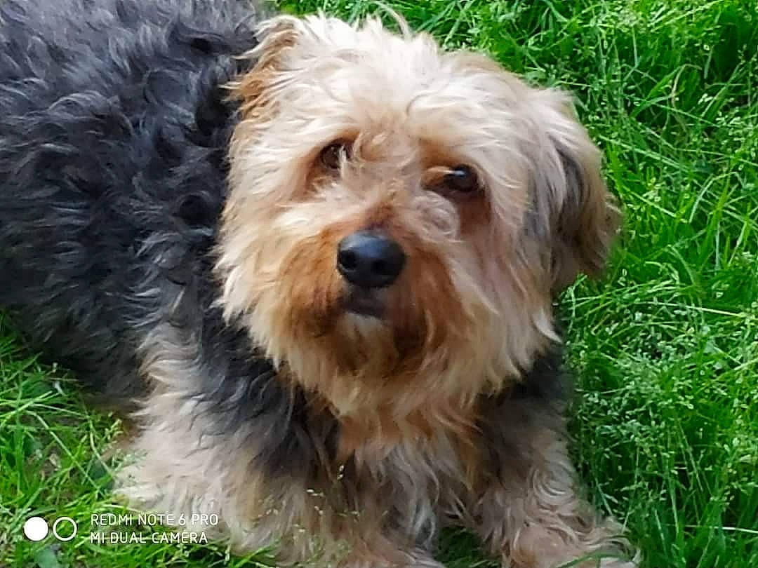 Kiwi participe au concours pour gagner de l'argent avec cette photo : canidae, carnivore, companion_dog, dog, dog_breed, fur, grass, liver, maltepoo, plant, small_terrier, snout, sporting_group, terrestrial_animal, terrier, toy_dog, water_dog, working_animal, yorkipoo