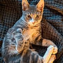 Granite is registered to the contest to win money with this photo: cat, kitten, grey_tabby, fur, whiskers, paws, ears, eyes, blanket, texture, indoor, pet, animal, cute, relaxed, playful, feline, resting, soft, cozy