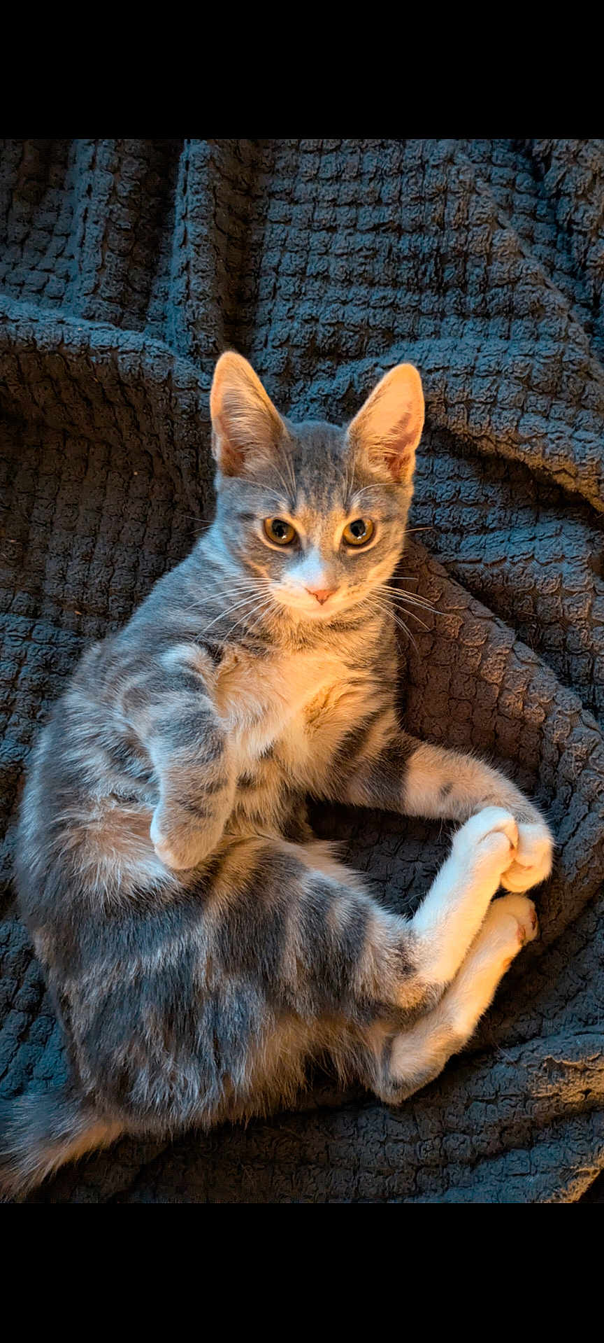 Granite is registered to the contest to win money with this photo: cat, kitten, grey_tabby, fur, whiskers, paws, ears, eyes, blanket, texture, indoor, pet, animal, cute, relaxed, playful, feline, resting, soft, cozy