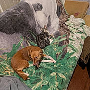 Granite joined the competition — help win amazing prizes! cat, dog, blanket, panda_print, couch, tabby_cat, brown_dog, indoor, pet, animal, wood_floor, furniture, relaxed, chewing, companion, cozy, domestic, fur, resting, playful