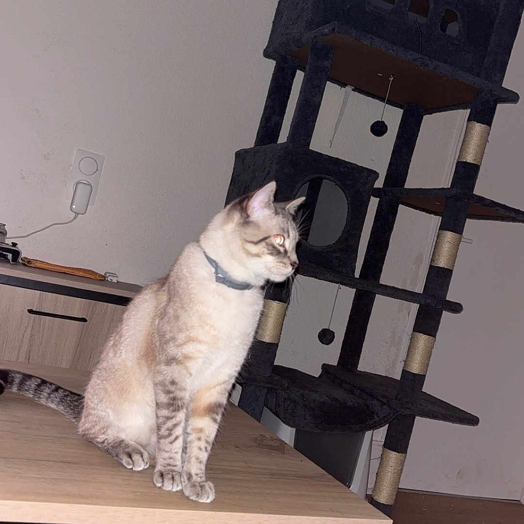 Coco