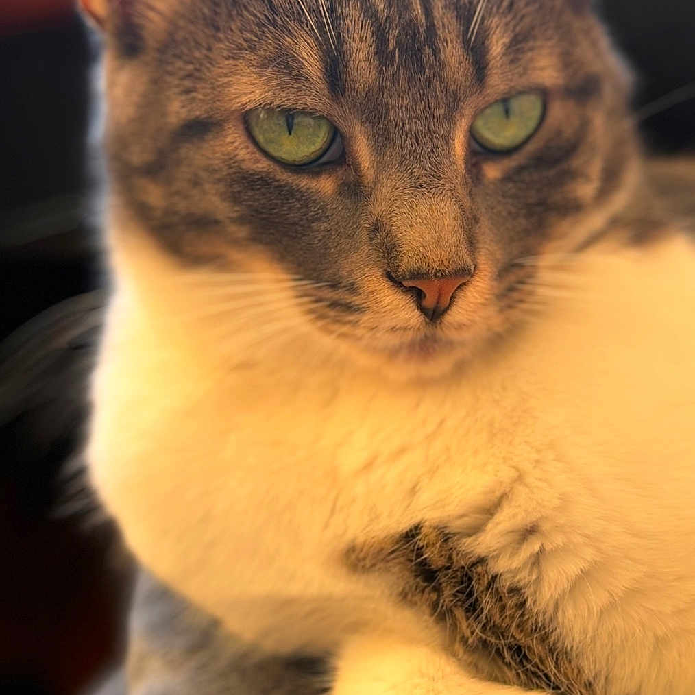 Oscar participe au concours pour gagner de l'argent avec cette photo : abyssinian, angora, animal, cat, kitten, manx, pet, siamese