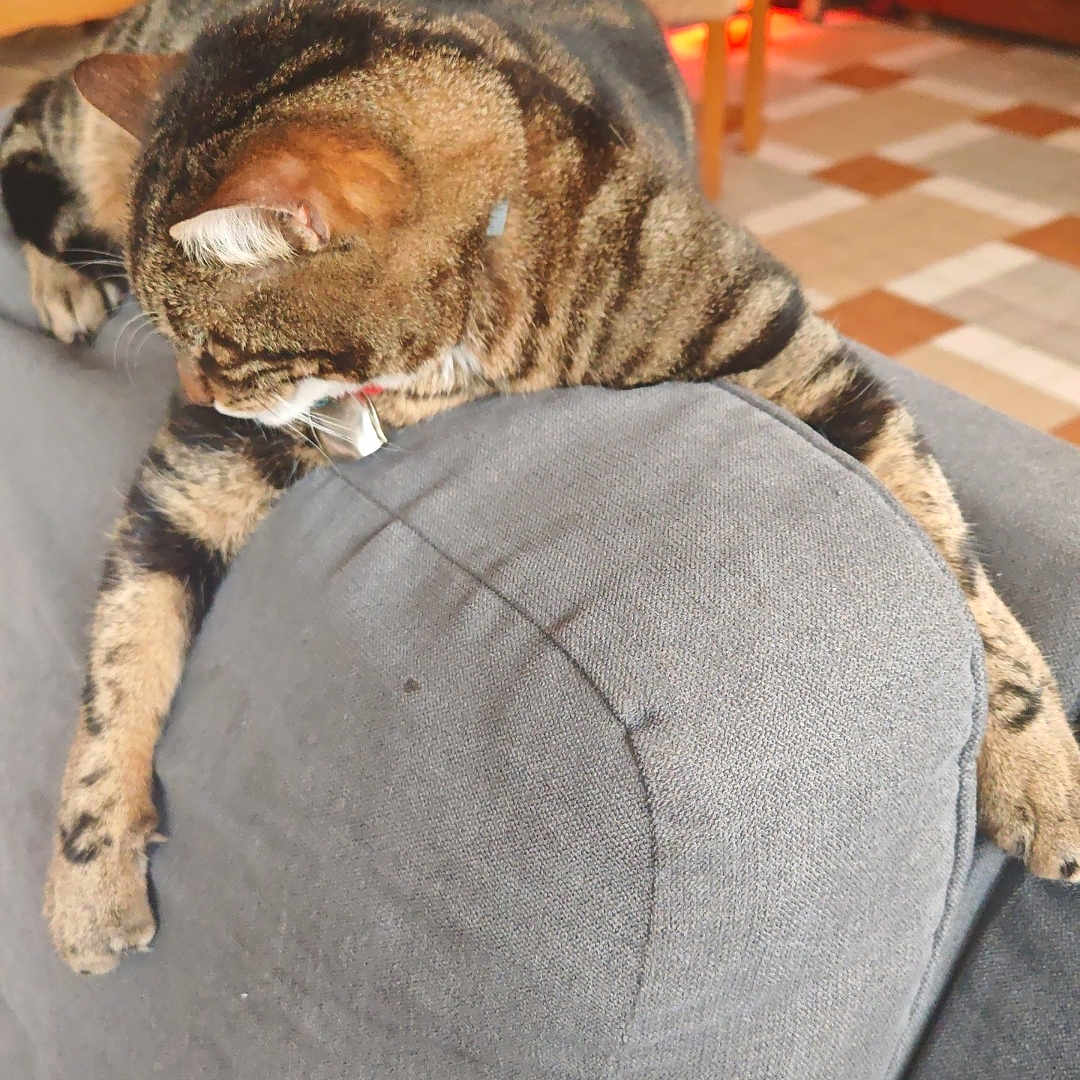 Tigrou a rejoint le concours — aidez-le/la à gagner de superbes lots ! animal, architecture, armchair, building, cat, chair, clothing, couch, cushion, diningtable, furniture, homedecor, indoors, livingroom, manx, pants, person, pet, room, sleeping