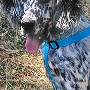 Bongho a rejoint le concours — aidez-le/la à gagner de superbes lots ! dog, animal, pet, outdoor, grass, blue_harness, spotted, tongue_out, sitting, canine, summer, nature, friendly, portrait, daylight, ears, fur, muzzle, happy, domestic