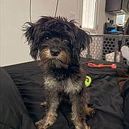 Bella is registered to the contest to win money with this photo: dog, puppy, black_fur, gray_fur, bed, toy, indoor, window, curious, pet, small_dog, fur, face, ears, nose, legs, floor, home, blanket, background