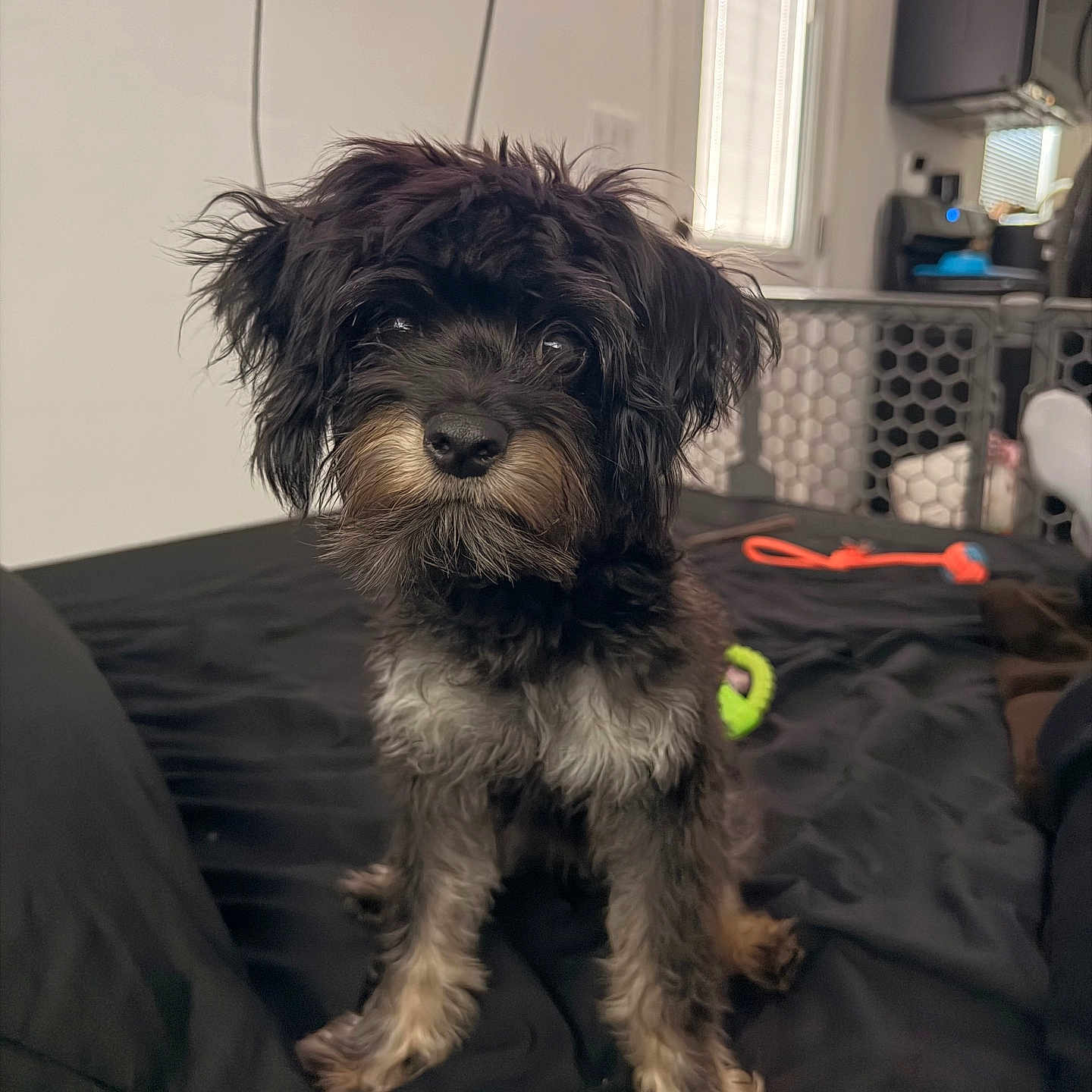 Bella