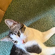 Fe Fe joined the competition — help win amazing prizes! cat, feline, pet, indoor, carpet, green_carpet, whiskers, ears, tabby, white_fur, black_fur, portrait, closeup, relaxed, lying_down, domestic_animal, cute, curious, eye_contact, home_interior