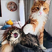 Pitchou a rejoint le concours — aidez-le/la à gagner de superbes lots ! cat, feline, pet, fluffy, playful, indoor, living_room, sofa, cushion, curtain, window, orange_cat, tabby_cat, long_hair, paw, yawning, resting, cozy, animal, domestic