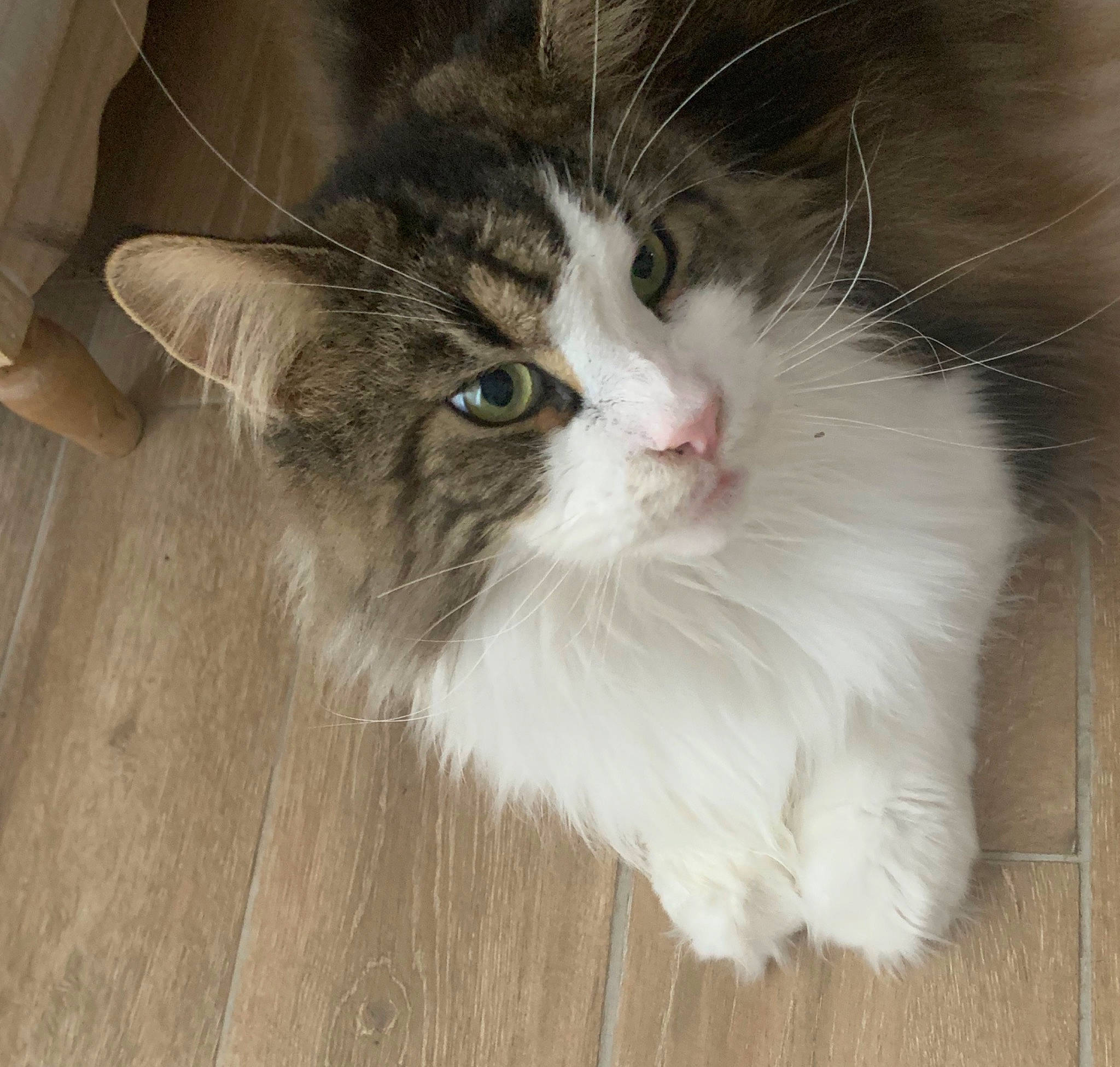 Nounours participe au concours pour gagner de l'argent avec cette photo : aegean_cat, asian_semi_longhair, british_semi_longhair, carnivore, cat, cymric, domestic_long_haired_cat, european_shorthair, eye, felidae, fur, kitten, mammal, norwegian_forest_cat, polydactyl_cat, ragamuffin, siberian, small_to_medium_sized_cats, vertebrate, whiskers