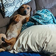 Copper joined the competition — help win amazing prizes! dog, dachshund, couch, pillow, blanket, brown_dog, pet, indoor, relaxed, lying_down, fur, animal, canine, cozy, resting, home, cute, small_dog, comfort, looking_at_camera