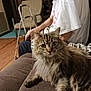 cat, tabby, fluffy, couch, indoor, person, elderly, walker, furniture, brown, white_shirt, seated, pet, animal, home, looking_at_camera, curious, cozy, living_room, domestic