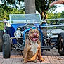 Choco joined the competition — help win amazing prizes! dog, leash, vintage_car, pavement, tree, outdoor, sunlight, smiling_dog, animal, pet, vehicle, greenery, person_arm, wheel, headlight, fence, nature, parked_car, happy_dog, summer