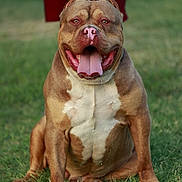 Choco joined the competition — help win amazing prizes! dog, pitbull, sitting, grass, leash, happy, tongue_out, brown, white, muscular, pet, canine, outdoor, animal, summer, park, friendly, companion, nature, portrait