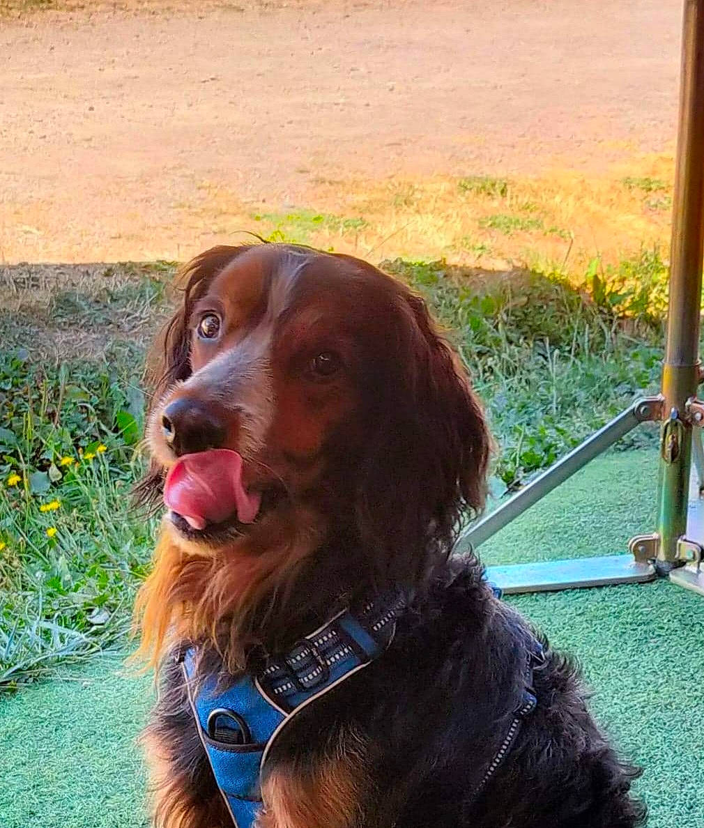 Iro participe au concours pour gagner de l'argent avec cette photo : canidae, carnivore, collar, companion_dog, dog, dog_breed, dog_collar, flower, fur, grass, gun_dog, leash, liver, plant, retriever, snout, sporting_group, windshield, working_animal, working_dog