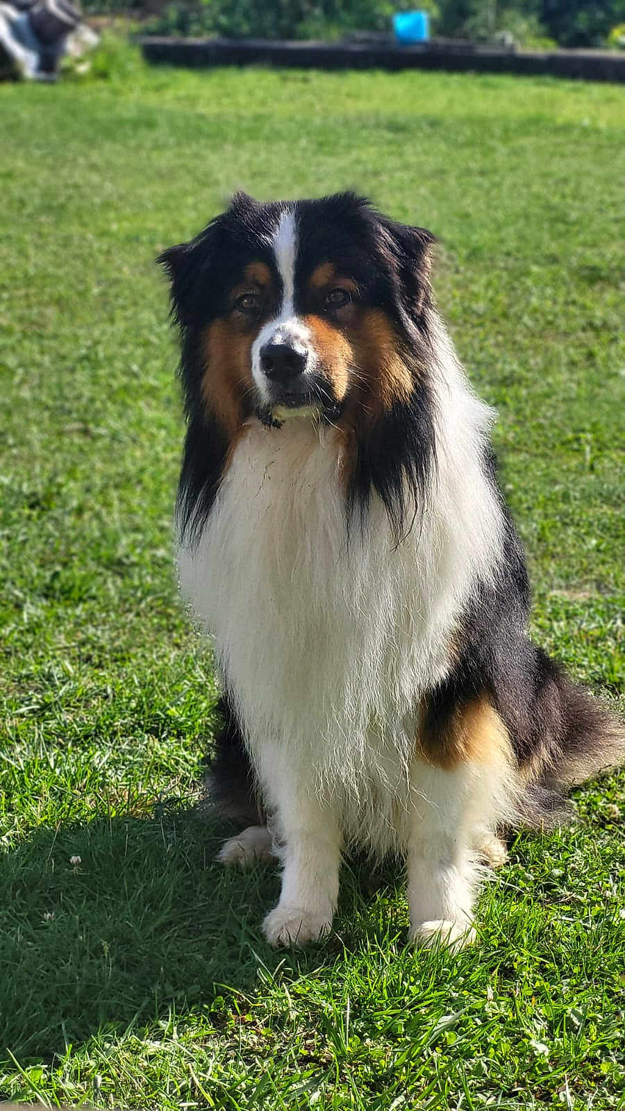 ücky participe au concours pour gagner de l'argent avec cette photo : dog, grass, outdoor, pet, animal, fluffy, black, white, brown, sitting, sunlight, nature, canine, fur, portrait, domestic_animal, mammal, friendly, alert, garden